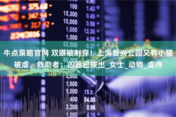 牛点策略官网 双眼被射穿！上海复兴公园又有小猫被虐，救助者：凶器已拔出_女士_动物_虐待